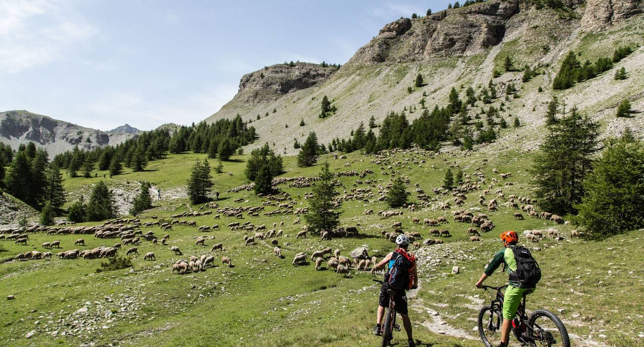2 personnes à vélo en montagne devant un troupeau de moutons